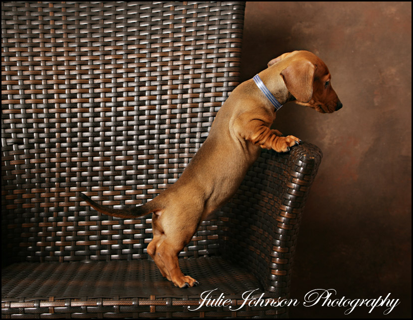 Dachshund Puppy- Burlington Pet Photography » Vine Images Inc. Julie